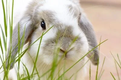 Rabbit Veterinary Care 