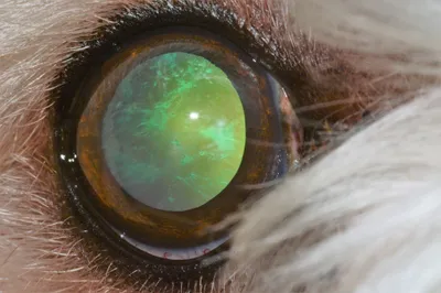 Iris Atrophy - Eye Care for Animals - Eye Care for Animals