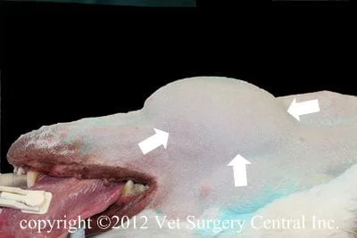 submandibular gland swelling in dogs