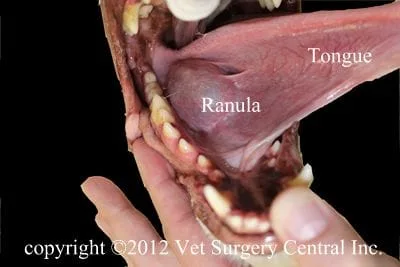 submandibular gland swelling in dogs