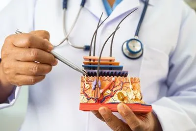 Skin specialist using an anatomical model to illustrate layers of the skin in a clinical setting.