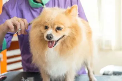 Small dog getting groomed