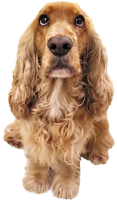 Insurance For Your Pets