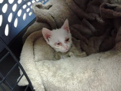 An orphaned kitten, now being bottle fed and doing much better!