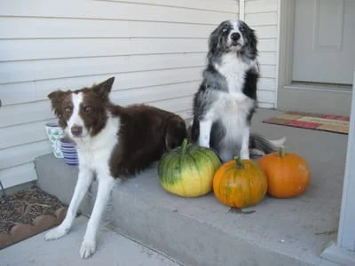 dogs and pumpkins