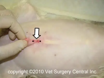 Cat kidney hotsell stone surgery