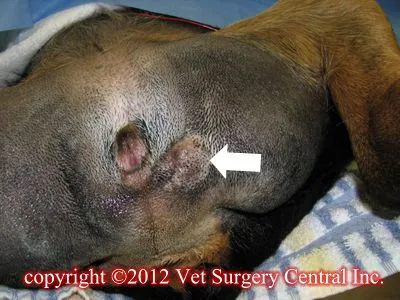 dog mast cell tumor bleeding