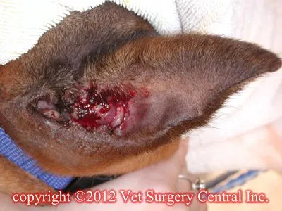 dog mast cell tumor bleeding