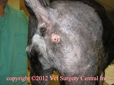 mast cell tumor in dogs