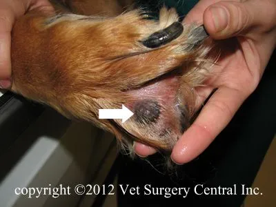 Melanoma vaccine hotsell dog cost