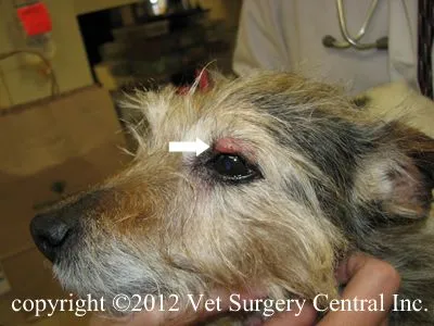 basal cell tumor dog