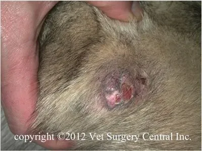 basal cell carcinoma dog