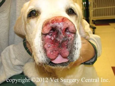 basal cell tumor dog