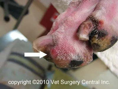 squamous cell carcinoma dog