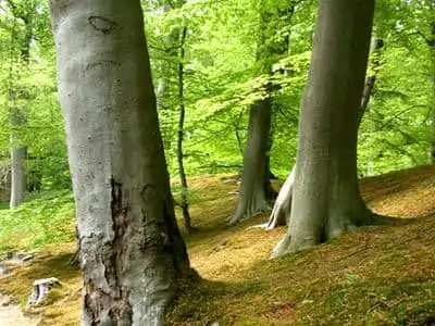 three trees in a forest