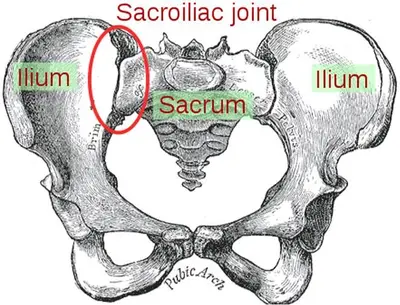 Sacroiliac Joint | Hip Pain | Hip Joint
