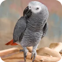 african_gray_parrott.png