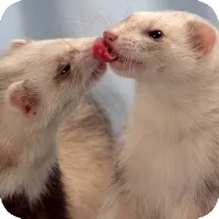 ferret_health3.png