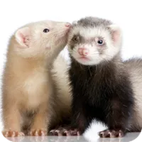 ferrets.png