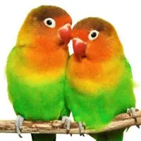 lovebird.jpg