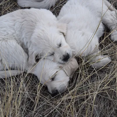 Puppies Available at Beaver Creek Goldens