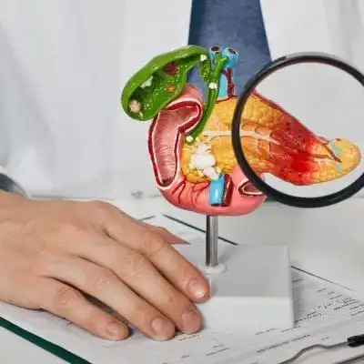 Pancreas Model