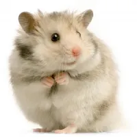 hamster.png