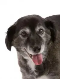 old dog staring at camera