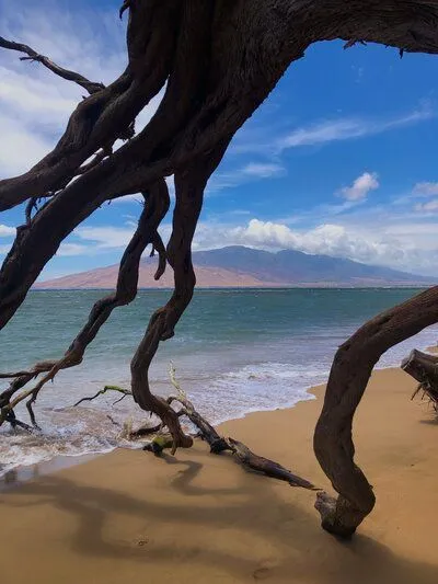 tree roots along a beach