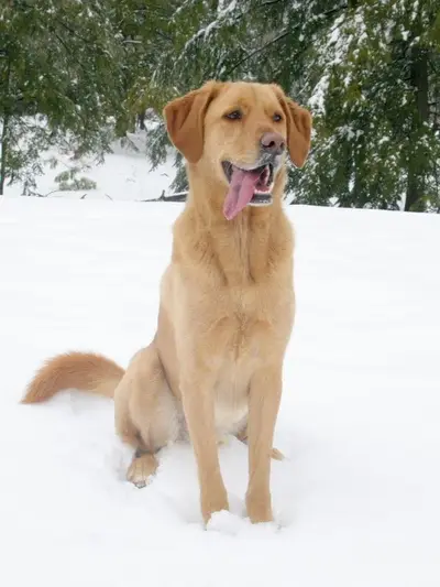 a dog lying on snow