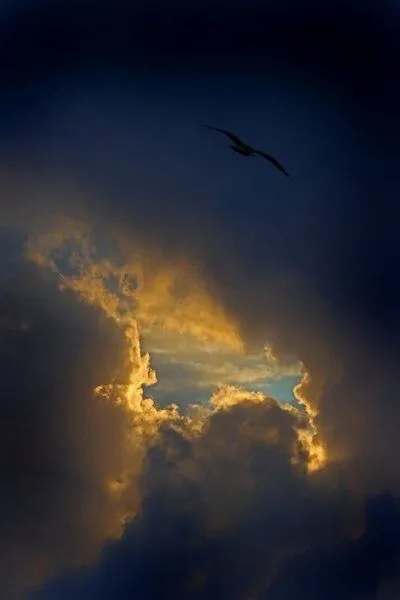 bird flying in cloudy sky