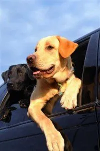 dogs_in_car.jpg