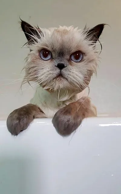 cat bath