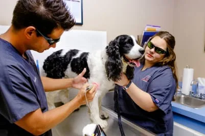 Veterinary Technicians administering a laser treatment