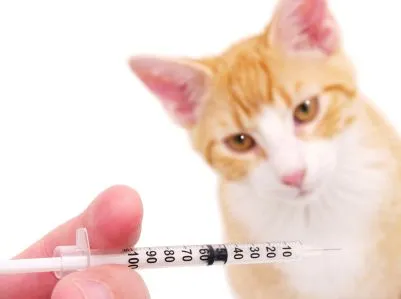 Cat & Kitten Vaccinations Advice & Schedule