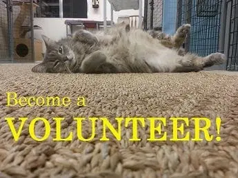 Become_a_volunteer.jpg