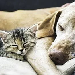 Elderly dog and kitten