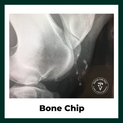 Bone Chip in horses