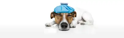 icepackdog