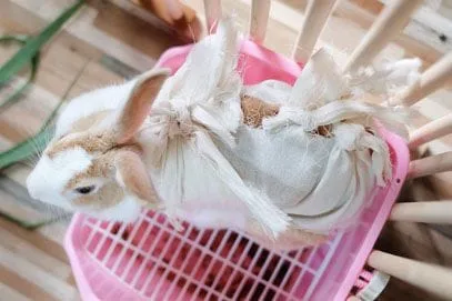 Female rabbit after getting spayed