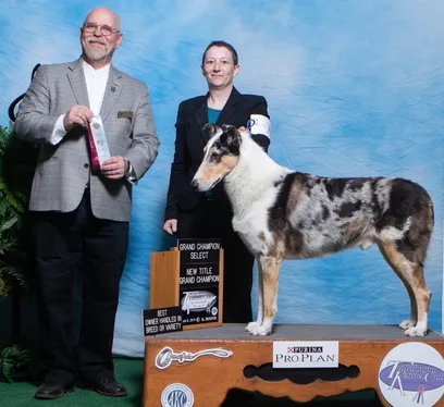 Smooth Coat Collie