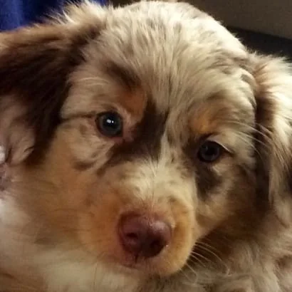 Image of a dog wearing a stethoscope