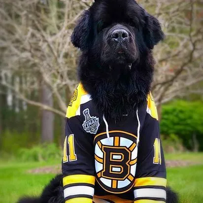 Canine Chriopractic
