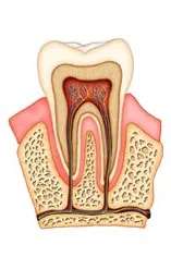 illustration of tooth interior with tissue and nerves, root canal Hilo, HI dentist