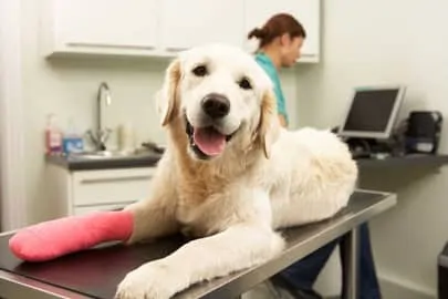 a dog with leg injury