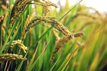 Rice fields