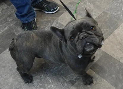 French Bulldog