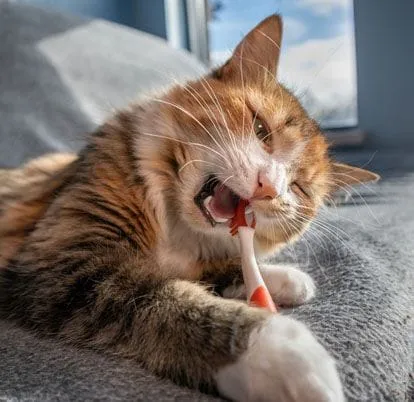 Cat chewing on a toothbrush