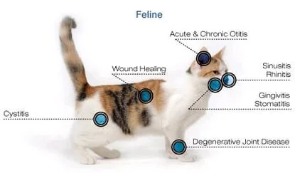 cat_therapeutic_laser.jpg