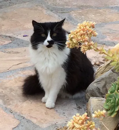 Black and white cat